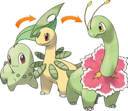 chikorita pokémon evolution|what level does chikorita evolve.